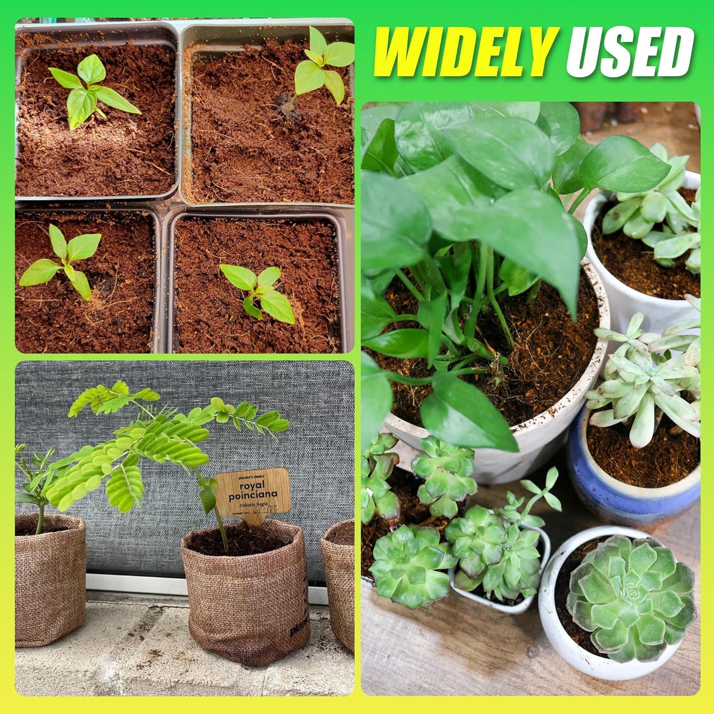 Stop Letting Poor Soil Ruin Your Plants